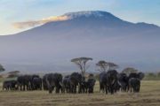 Amboseli National Park