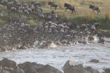 wildebeest crossing mara river