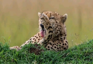 Mesmerizing 8-Days Safari in Kenya