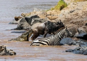 4-Day Masai Mara Safari