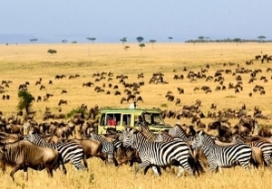 Safari serengeti