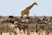Africa wildlife