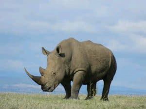 White Rhino - Kichaka Tours and Travel