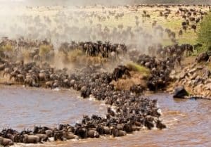 Masai Mara Reserve - 10 DAYS KENYA TANZANIA UGANDA GORILLA SAFARI