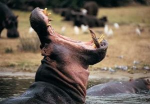 Hippo - 9 DAYS SAFARI STARTING IN MOMBASA