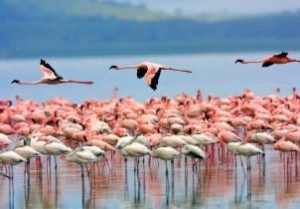 Flamingo - 9 DAYS SAFARI STARTING IN MOMBASA