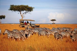 Masai Mara National Reserve vs. Masai Mara Conservancies